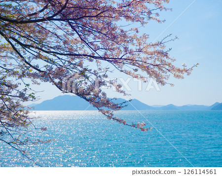 Beautiful sea decorated with cherry blossoms Beautiful sea decorated with cherry blossoms 126114561