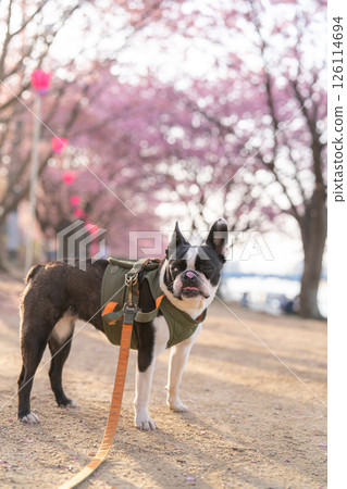 [Spring] Boston Terrier [Cherry Blossoms] 126114694