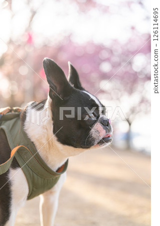 [Spring] Boston Terrier [Cherry Blossoms] 126114695
