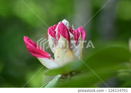 Toyama Azalea, Kamakura city Toyama Azalea, Kamakura city 126114701