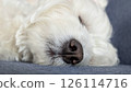 West Highland White Terrier sleeping soundly 126114716