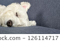 West Highland White Terrier sleeping soundly 126114717