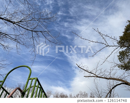在冬季公園仰望天空 126114748