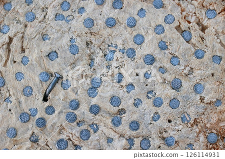 Close up of a rock with many small holes and dots on it 126114931