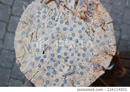 Wooden log with many holes in it 126114932