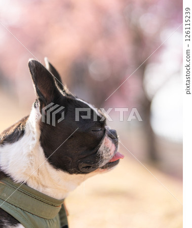 [Spring] Boston Terrier [Cherry Blossoms] 126115239