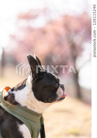 [春天] 波士頓梗 [櫻花] 126115240