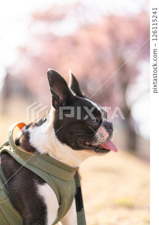 [Spring] Boston Terrier [Cherry Blossoms] 126115241