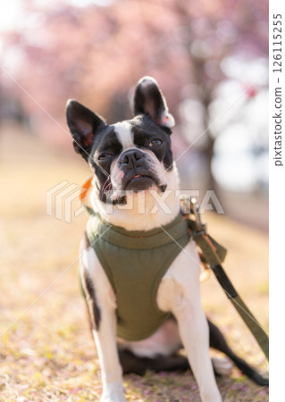 [Spring] Boston Terrier [Cherry Blossoms] 126115255
