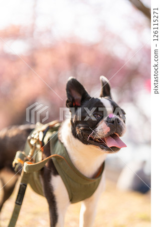 [Spring] Boston Terrier [Cherry Blossoms] 126115271