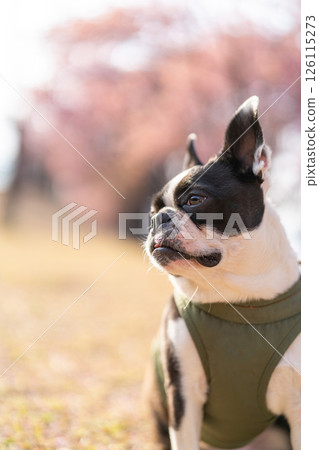 [Spring] Boston Terrier [Cherry Blossoms] 126115273