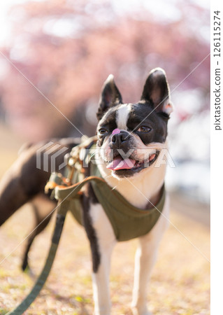 [Spring] Boston Terrier [Cherry Blossoms] 126115274