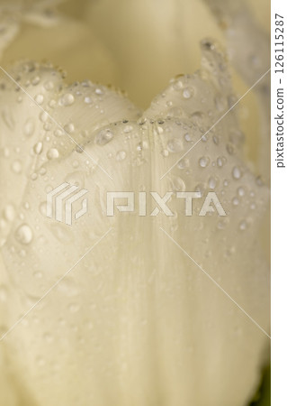 tulip covered with water droplets, wet and beautiful white tulip , close up, side view tulip covered with water droplets, wet and beautiful white tulip , close up, side view 126115287