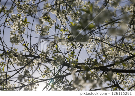 a cherry tree blooming with white flowers in an orchard in the spring of the year a cherry tree blooming with white flowers in an orchard in the spring of the year 126115291