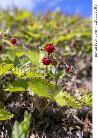 large number of strawberries with ripe small berries, view from below 126115298