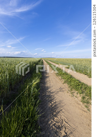 a narrow road for agricultural machinery in a field with cereals 126115304