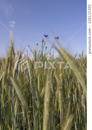 hybrid green cereals resistant to cold 126115305