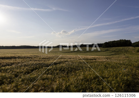 wheat before harvesting, a beautiful field in the evening during the summer season at sunset, landscape 126115306