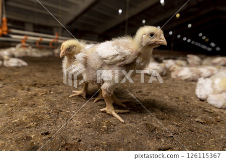 broiler chickens are grown for industrial meat production closeup, The chick looks at the camera 126115367