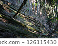 Fallen trees in the mountains 126115430