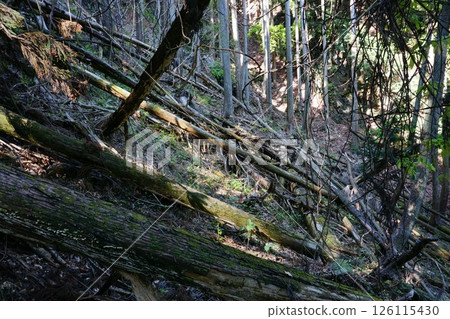 山中倒下的樹木 山中倒下的樹木 126115430