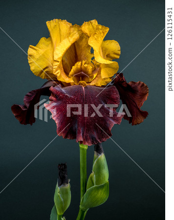 Striking Bicolor Iris Bloom on a Muted Teal Backdrop Striking Bicolor Iris Bloom on a Muted Teal Backdrop 126115431