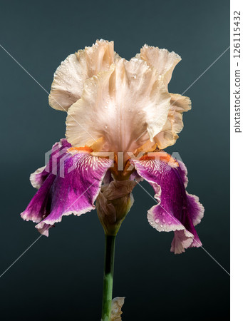 Elegant Bicolor Iris Bloom on a Muted Teal Background 126115432