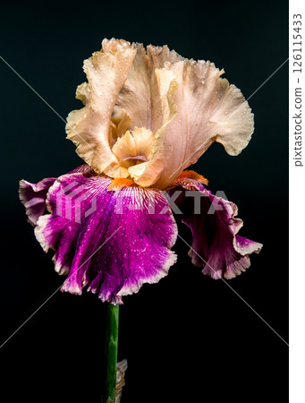 Elegant Bicolor Iris Bloom on a Deep Black Background 126115433