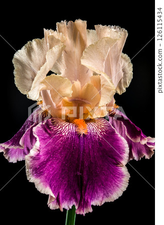Elegant Bicolor Iris Bloom on a Deep Black Background Elegant Bicolor Iris Bloom on a Deep Black Background 126115434