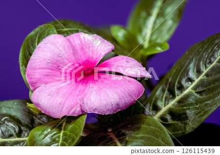 Pink Periwinkle Bloom with Water Droplets on Purple 126115439