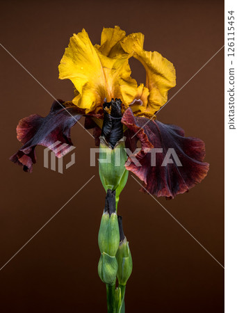 Striking Bicolor Iris Bloom on a Warm Brown Backdrop Striking Bicolor Iris Bloom on a Warm Brown Backdrop 126115454