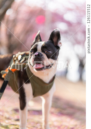 [春天] 鼻子上有櫻花花瓣的波士頓梗犬 [櫻花] 126115512