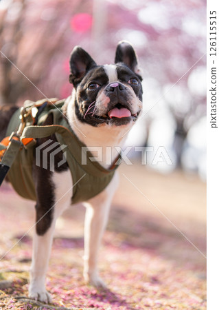 [Spring] Boston terrier with cherry blossom petals on its nose [Cherry Blossoms] 126115515