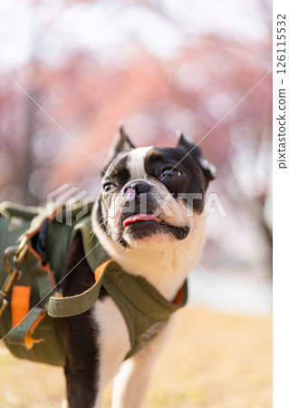 [Spring] Boston terrier with cherry blossom petals on its nose [Cherry Blossoms] 126115532