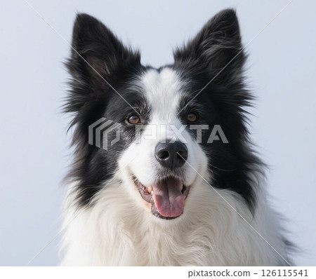 Border collie on white background 126115541
