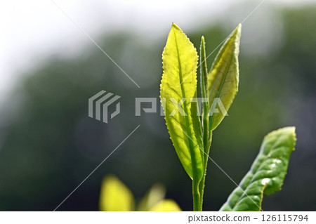 Tea plantation 126115794