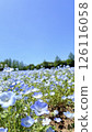 Blue sky and nemophila flowers 126116058