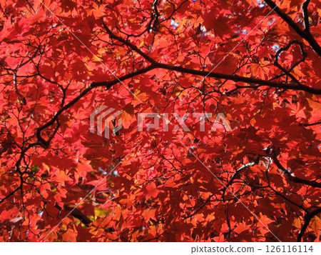 Hakodate City: Autumn foliage at its best Hakodate City: Autumn foliage at its best 126116114
