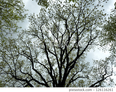 Silhouetted tree branches with budding leaves stretching across the sky, creating a natural abstract pattern suitable for use as nature themed background or organic texture in design Silhouetted tree branches with budding leaves stretching across the sky, creating a natural abstract pattern suitable for use as nature themed background or organic texture in design 126116261