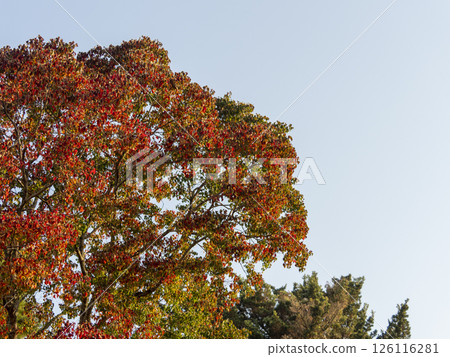 Autumn leaves on trees in Nara Park 126116281