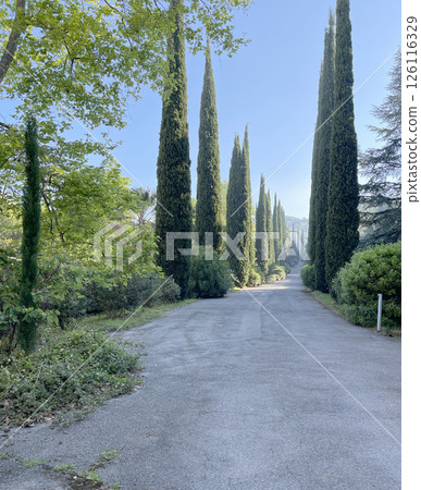 Cypress alley, Italy. Nature and exotic trees in city of Liguria. Chiaveri and parks. Cypress alley, Italy. Nature and exotic trees in city of Liguria. Chiaveri and parks. 126116329