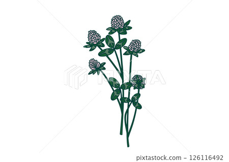 Botanical floral bouquet isolated on white background. Hand drawn clover plant with pink Flowers Stems green Leaves vector illustration. Graphic design element for Birthday Wedding Greeting Card Flyer Botanical floral bouquet isolated on white background. Hand drawn clover plant with pink Flowers Stems green Leaves vector illustration. Graphic design element for Birthday Wedding Greeting Card Flyer 126116492