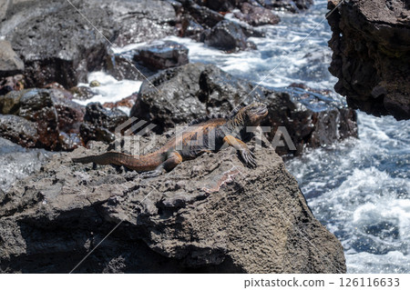 Marine iguana resting on rocks by the ocean, Galapagos Marine iguana resting on rocks by the ocean, Galapagos 126116633