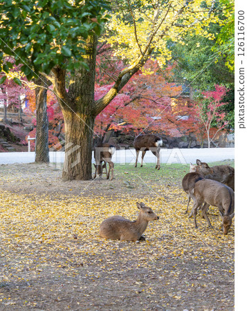 Deer in Nara Park resting on fallen leaves 126116700