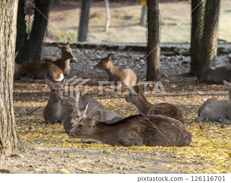 Deer in Nara Park resting on fallen leaves 126116701