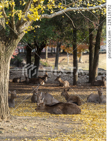 Deer in Nara Park resting on fallen leaves Deer in Nara Park resting on fallen leaves 126116702