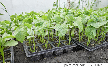 Organic seedlings grown in tray, selective focus. Organic seedlings grown in tray, selective focus. 126116790