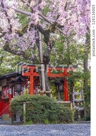 Mizuka Tenmangu Shrine: Red Weeping Cherry Blossoms (Kamigyo Ward, Kyoto City) Mizuka Tenmangu Shrine: Red Weeping Cherry Blossoms (Kamigyo Ward, Kyoto City) 126116805