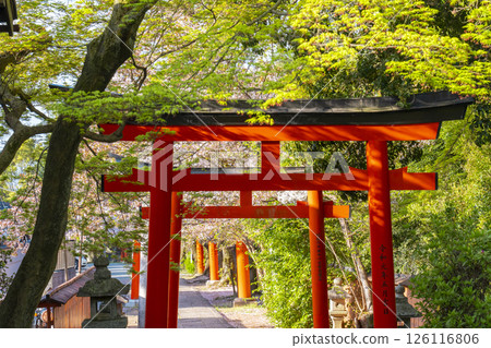 Cherry blossoms of Kyoto Takenaka Inari shrine 126116806