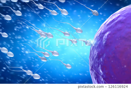Sperm fertilize with ovum 126116924